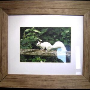 Framed Photograph of an Albino Squirrel