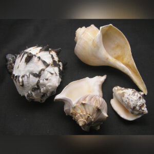 4 Sea Shells - Black Murex, Lightning Whelk, Channelled Whelk, sm Silver Conch?