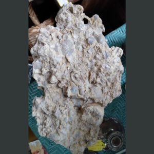 Fossil Concretion from Northwest Territories Canada